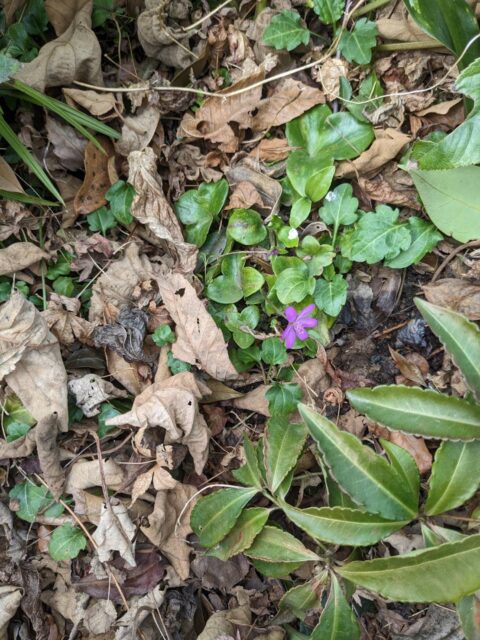 福寿草と雪割り草が咲きました🌼